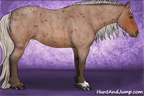 Horse Color: Silver Bay Roan 