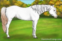 Horse Color:Buckskin Roan Dun Blanket 
