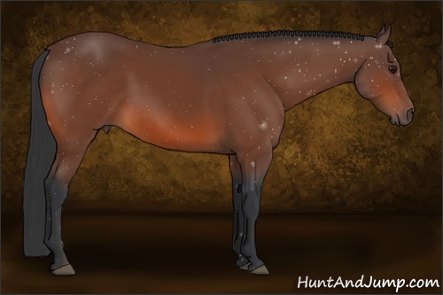 Horse Color: Bay Sabino 