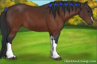 Horse Color:Brown 