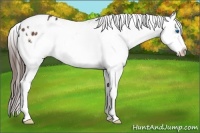 Horse Color:White Spotted Bay Splash Frame Appaloosa 