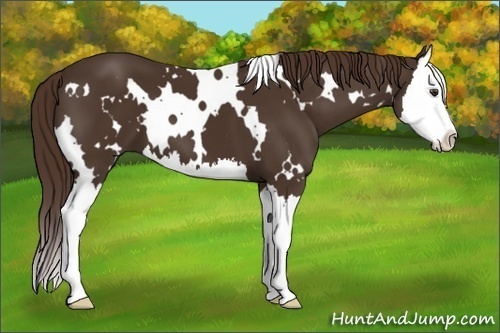 Horse Color: White Spotted Liver Chestnut Splash 