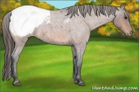 Horse Color:Bay Roan Appaloosa