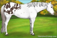 Horse Color:Liver Chestnut Appaloosa Rabicano 