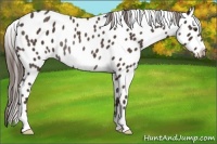 Horse Color:Liver Chestnut Leopard Rabicano 