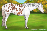 Horse Color:Liver Chestnut Appaloosa Rabicano