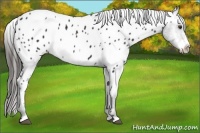Horse Color:Liver Chestnut Frame Appaloosa