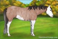 Horse Color:Bay Roan Splash Rabicano 