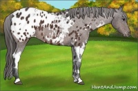 Horse Color:White Spotted Brown Blanket 