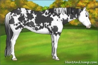 Horse Color:White Spotted Black Splash 