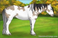 Horse Color:White Spotted Bay Dun Splash Frame 