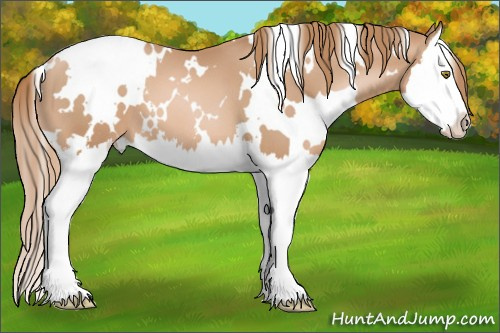 Horse Color: White Spotted Chestnut Pearl Sabino Splash 