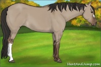 Horse Color:Liver Red Dun 