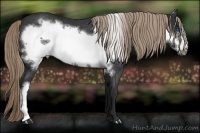 Horse Color:Liver Chestnut Frame Rabicano 