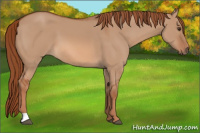 Horse Color:Liver Red Dun 