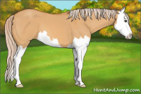 Horse Color:Palomino Dun Splash