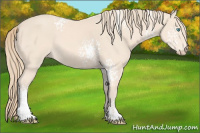 Horse Color:White Spotted Perlino 