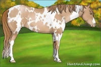 Horse Color:White Spotted Chestnut Pearl 