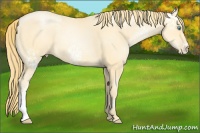 Horse Color:White Spotted Buckskin Pearl 