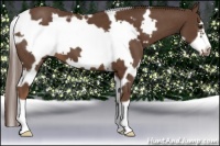 Horse Color:White Spotted Liver Chestnut Frame 