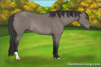 Horse Color:Grullo 