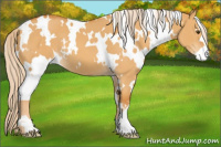 Horse Color:White Spotted Palomino Dun 