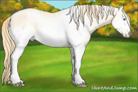 Horse Color:White Spotted Buckskin Pearl 