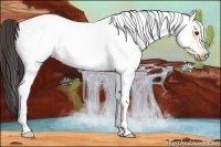 Horse Color:White Spotted Buckskin Frame 