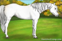 Horse Color:Gray White Spotted Buckskin Splash 