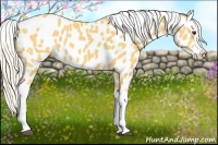 Horse Color:Palomino Splash Appaloosa 