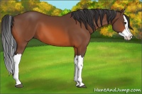 Horse Color:Bay Splash 