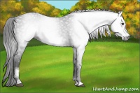 Horse Color:Gray Black Sabino Frame 