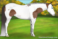 Horse Color:Bay Splash Tobiano