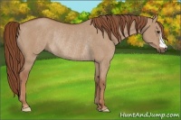Horse Color:Red Dun Rabicano