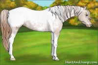Horse Color:Chestnut Tobiano Snowcap Rabicano 