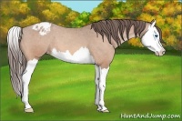 Horse Color:Amber Champagne Splash Appaloosa 