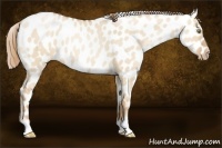 Horse Color:Red Dun Pearl Near Leopard 