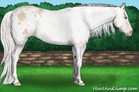 Horse Color:White Spotted Silver Smoky Black Pearl Blanket Rabicano 