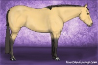 Horse Color:Buckskin Roan 