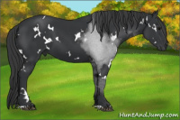 Horse Color:White Spotted Brown 