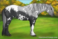 Horse Color:White Spotted Black Rabicano 