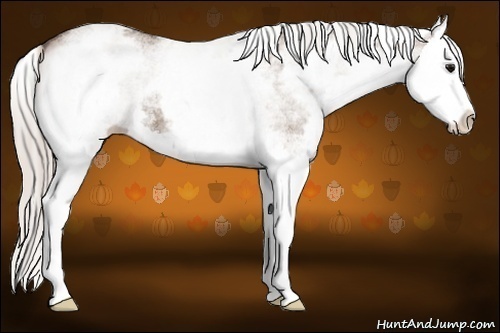Horse Color: White Spotted Silver Grullo Splash 