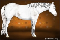 Horse Color:White Spotted Silver Grullo Splash 