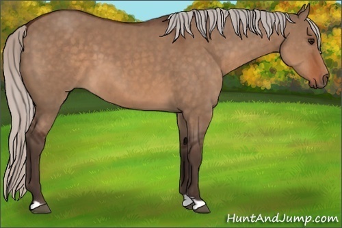 Horse Color: Silver Brown Dun 