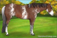 Horse Color:White Spotted Bay 