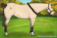 Horse Color:Buckskin Dun 