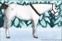 Horse Color:Gray White Spotted Brown