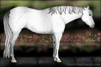 Horse Color:Gray Smoky Black 