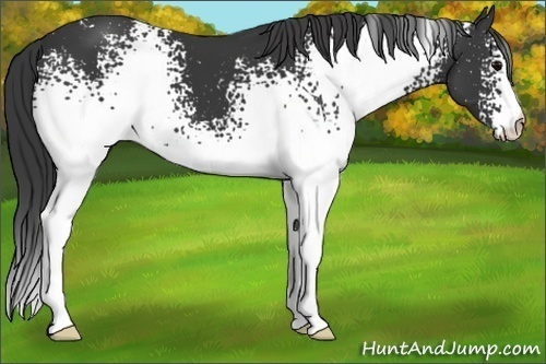 Horse Color: White Spotted Black 