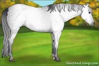 Horse Color:Gray Blue Roan Rabicano 